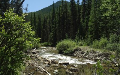 Climate Action-Can a Stream Reverse Climate Change?