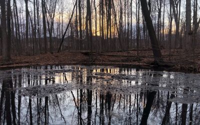 What is a Vernal Pool?